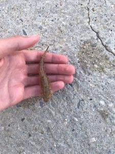 Giant Goby