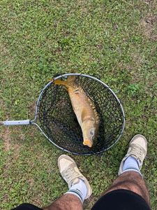 Mirror Carp