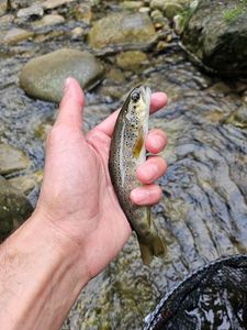 Brown Trout