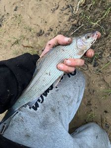 Grayling