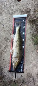 Zander