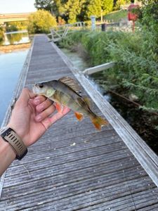 European Perch