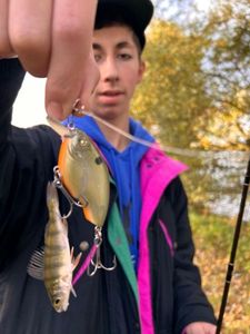 European Perch