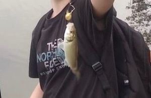 European Bass (Seabass)