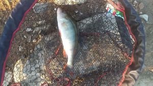European Perch