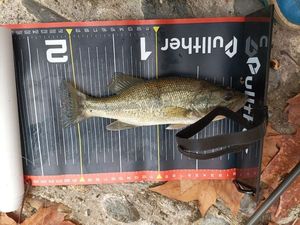 Largemouth Bass