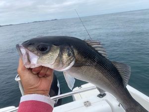 European Bass (Seabass)