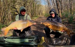 Common Carp
