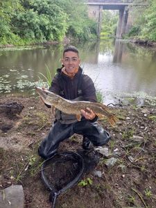 Northern Pike