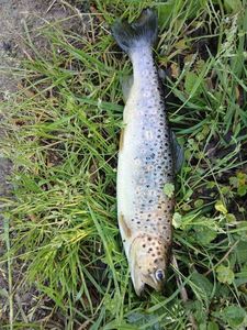 Brown Trout
