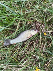 Tench