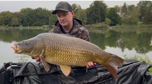 Common Carp