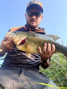 Largemouth Bass