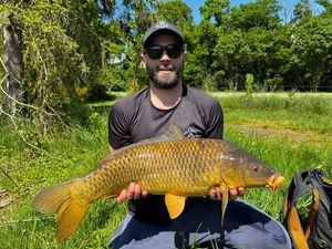 Common Carp