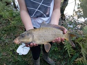 Common Carp