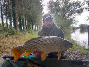 Mirror Carp