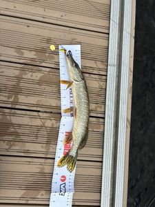 Northern Pike