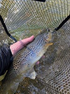 Brown Trout
