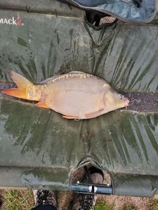 Mirror Carp