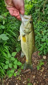 Largemouth Bass