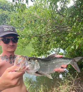 Tarpon