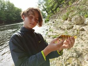 European Perch