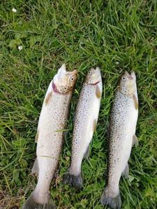 Brown Trout