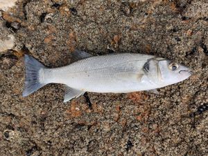 European Bass (Seabass)