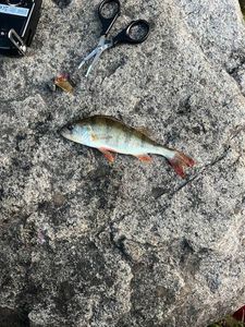 Yellow Perch