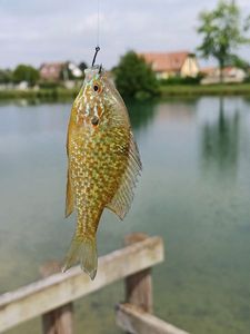 Green Sunfish