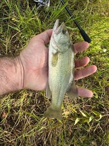 Largemouth Bass