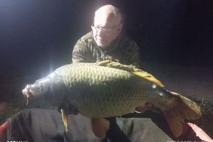 Common Carp