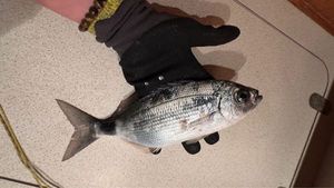 Saddled Seabream