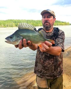 European Perch