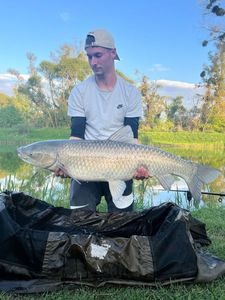 Grass Carp