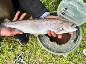Rainbow Trout