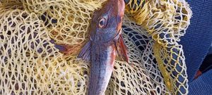 Grey Gurnard