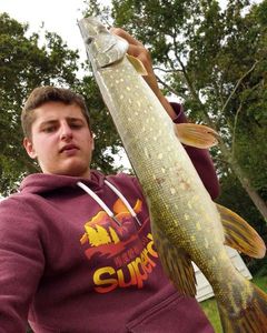 Northern Pike