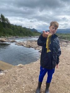 Brown Trout