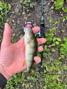 European Perch