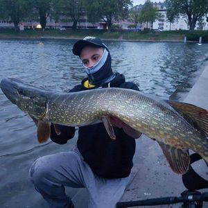 Northern Pike