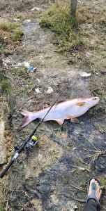 Pangasius