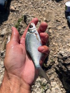 Common Bream