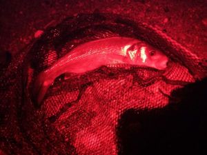 European Bass (Seabass)
