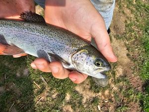 Rainbow Trout