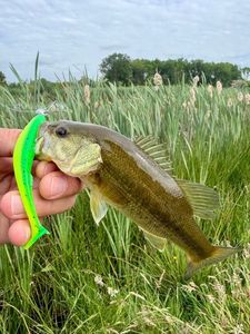 Largemouth Bass