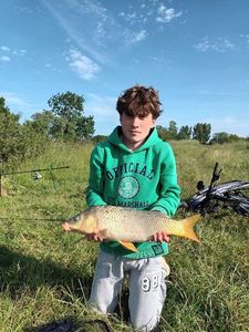 Common Carp