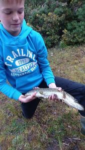 Northern Pike