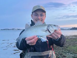 European Bass (Seabass)