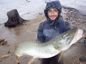Northern Pike